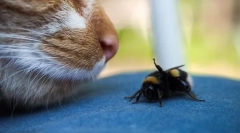 Macskák, akik megpróbálták barátkozni a méhekkel: hogyan segítsen nekik